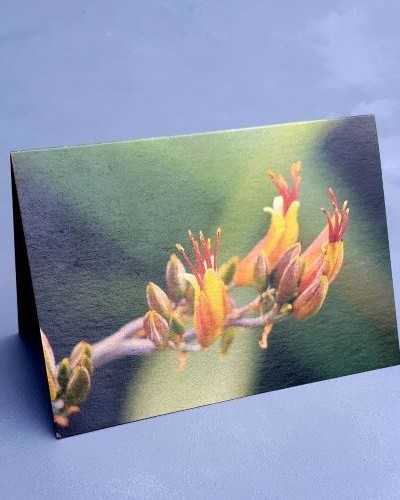 Flax Flower Greeting Card